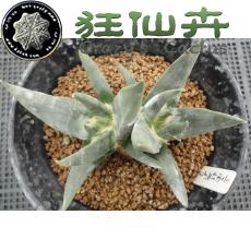 群生大疣三角牡丹 实生 10cm
