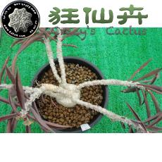 皱叶麒麟 块根 4.6cm