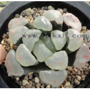 万象 红宝石 侧芽  3.8cm