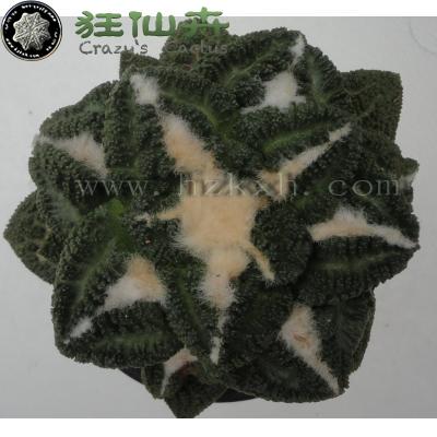菜花龟甲牡丹  实生10.5cm