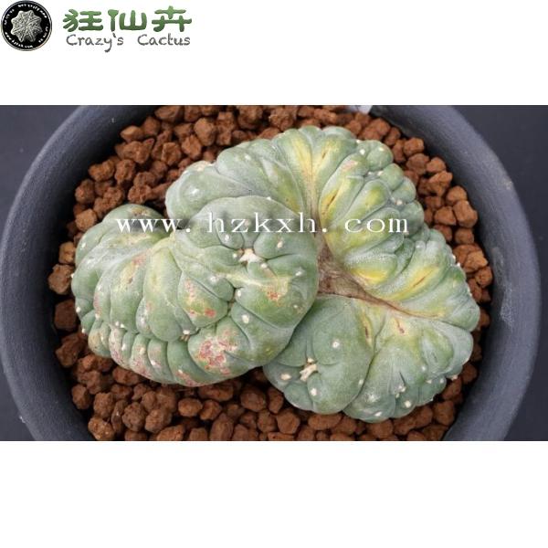 银冠玉缀花 10.6cm