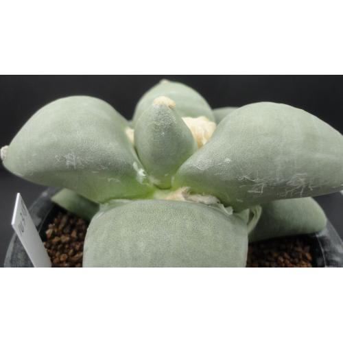 特选青磁牡丹 实生11cm