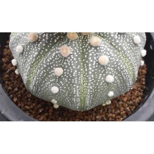 細弁咲兜  实生8cm