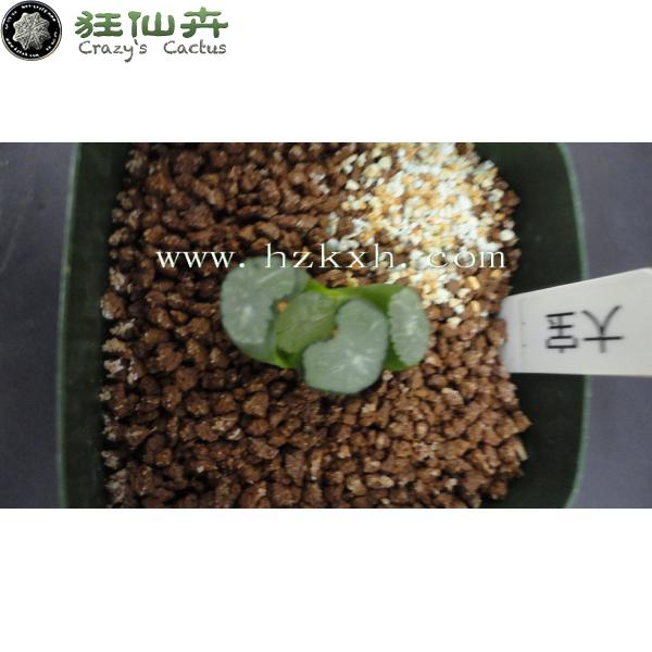 大宝  2.9cm