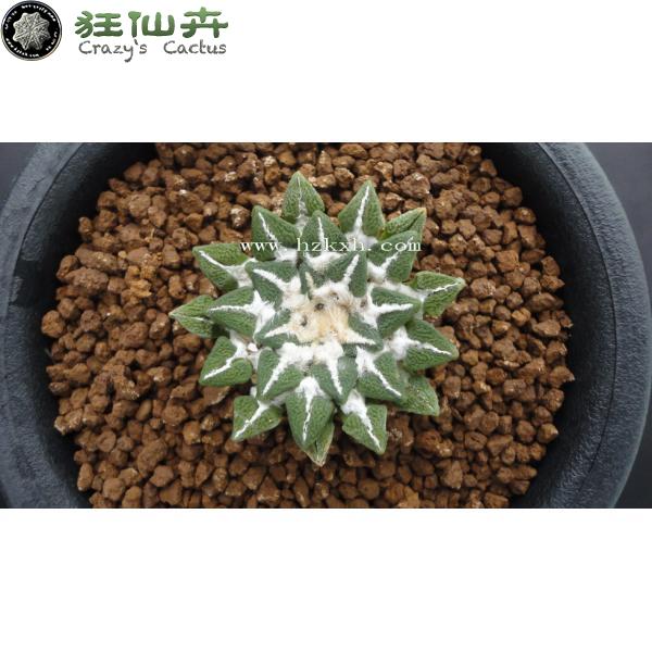 黑牡丹 实生3.8cm