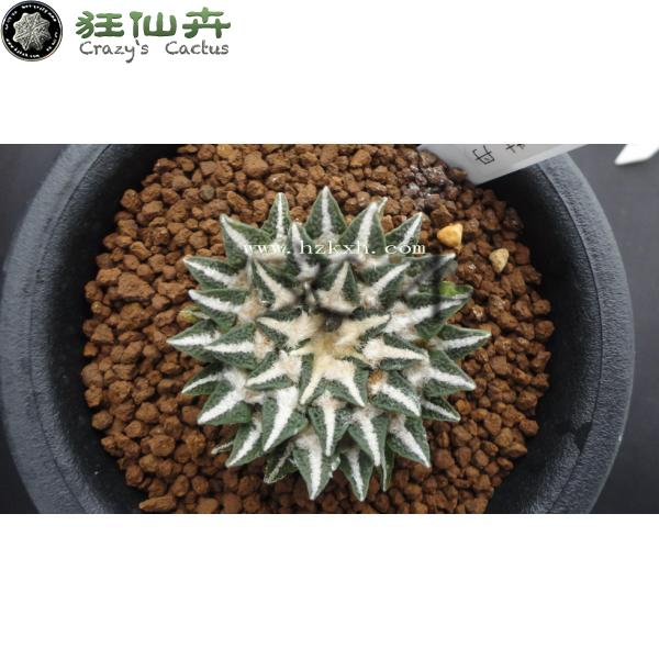 黑牡丹 实生4.3cm