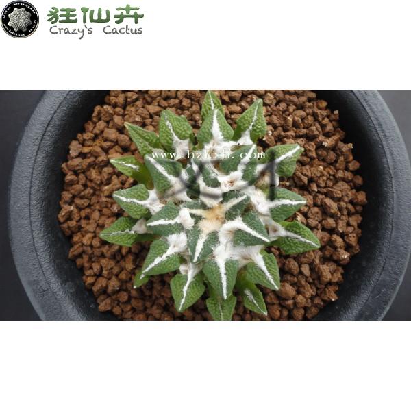 黑牡丹 实生4.8cm