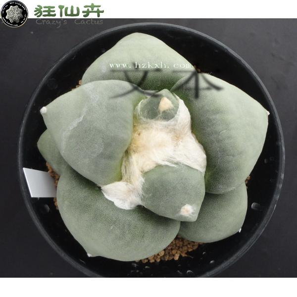 超大疣青磁牡丹 实生 10.2cm