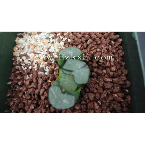 大宝  2.9cm