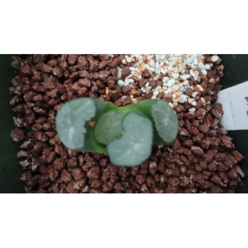 大宝  2.9cm
