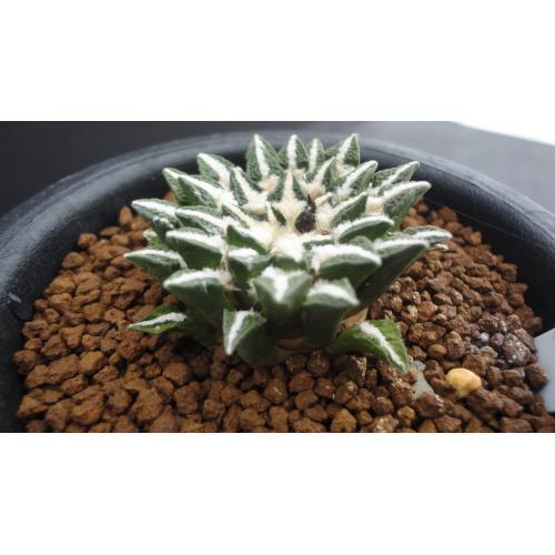 黑牡丹 实生4.3cm