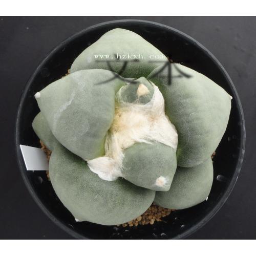 超大疣青磁牡丹 实生 10.2cm