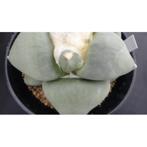 超大疣青磁牡丹 实生 10.2cm