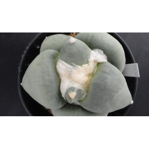 超大疣青磁牡丹 实生 10.2cm