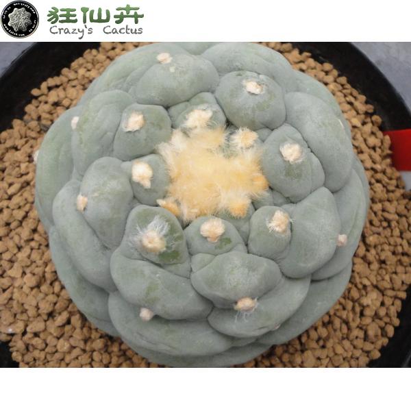 谷田贝 疣银冠玉 实生8.5cm 带侧芽