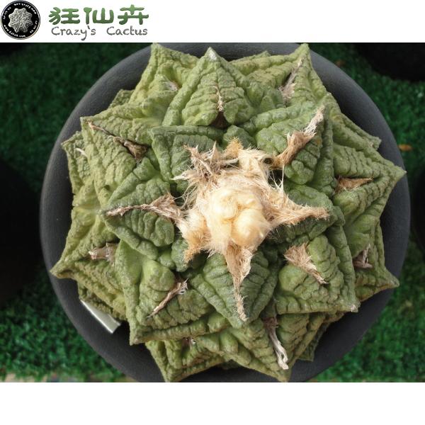深沟龟甲牡丹 实生10cm