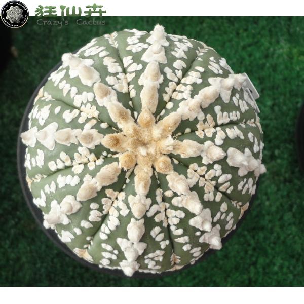 岩田皇室超兜 实生8.3cm