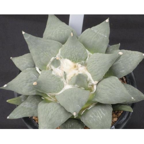 怒涛花牡丹  实生 13cm