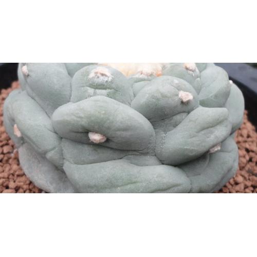 谷田贝 疣银冠玉 实生8.5cm 带侧芽