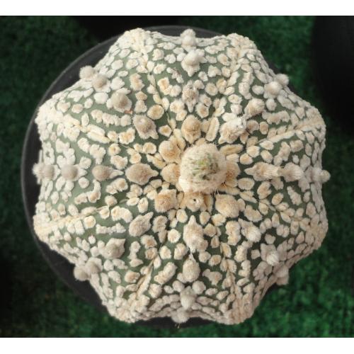 岩田大白点超兜 实生8.2cm