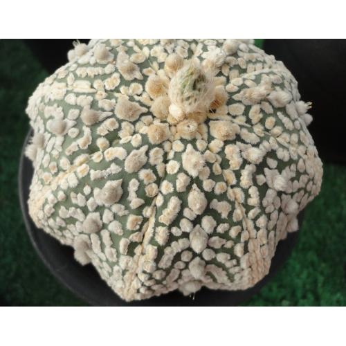岩田大白点超兜 实生8.2cm