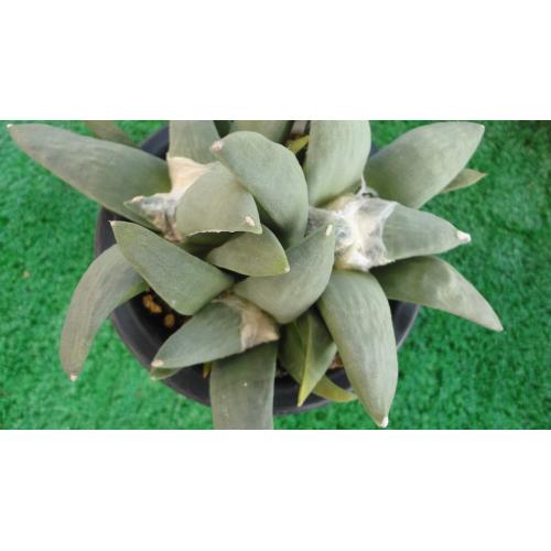 群生花牡丹  实生15cm